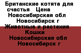 Британские котята для счастья › Цена ­ 4 000 - Новосибирская обл., Новосибирск г. Животные и растения » Кошки   . Новосибирская обл.,Новосибирск г.